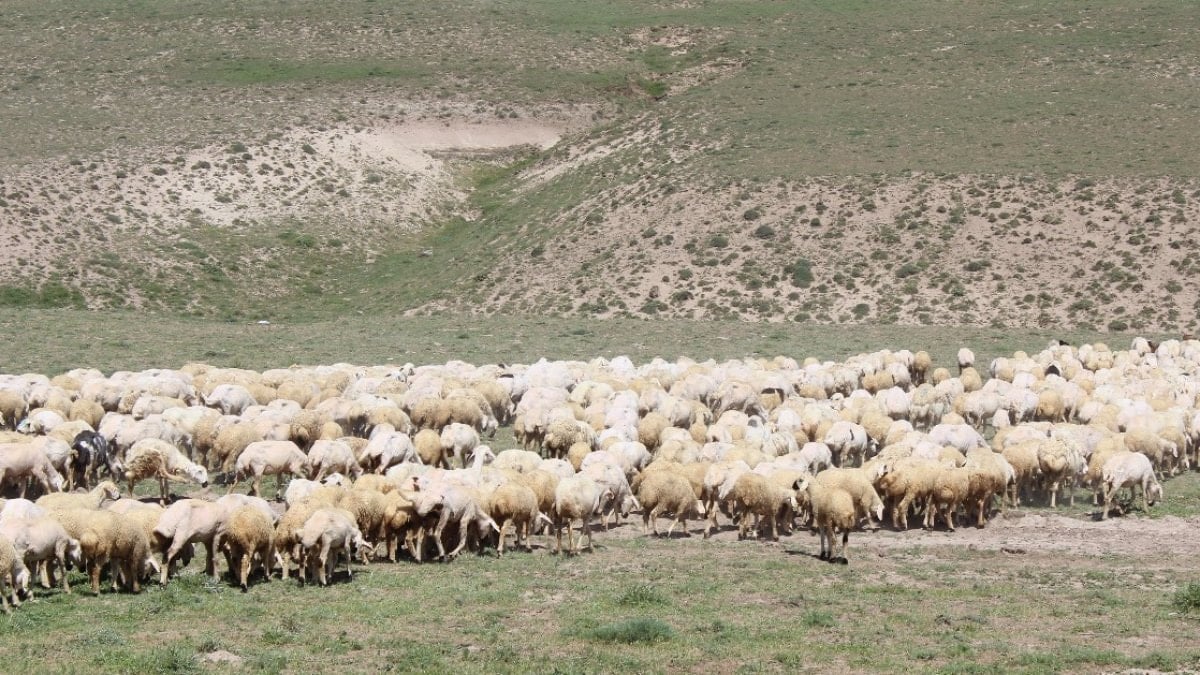 Aksaray’da 'ithal çoban' periyodu başladı: Yabancı iş gücüyle hayvancılıkta yeni model