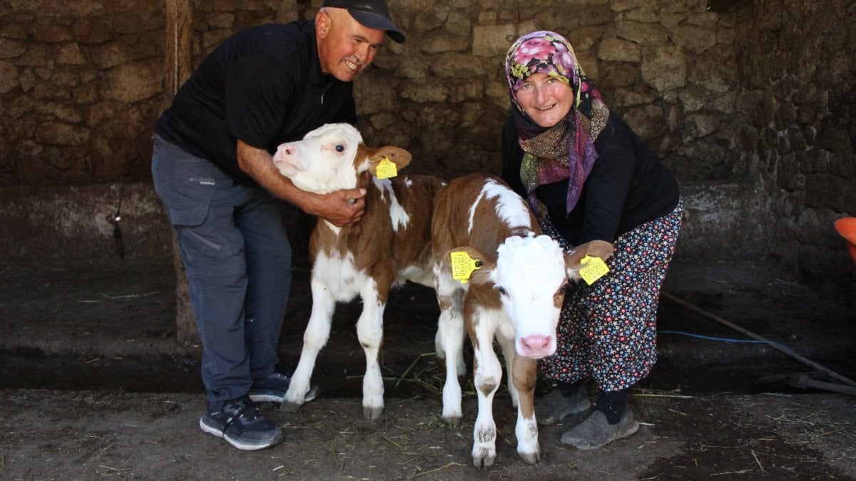 Amasya'da Buzağılarına hayranı oldukları müzikçinin ismini verdiler: Yıldız ve Tilbe