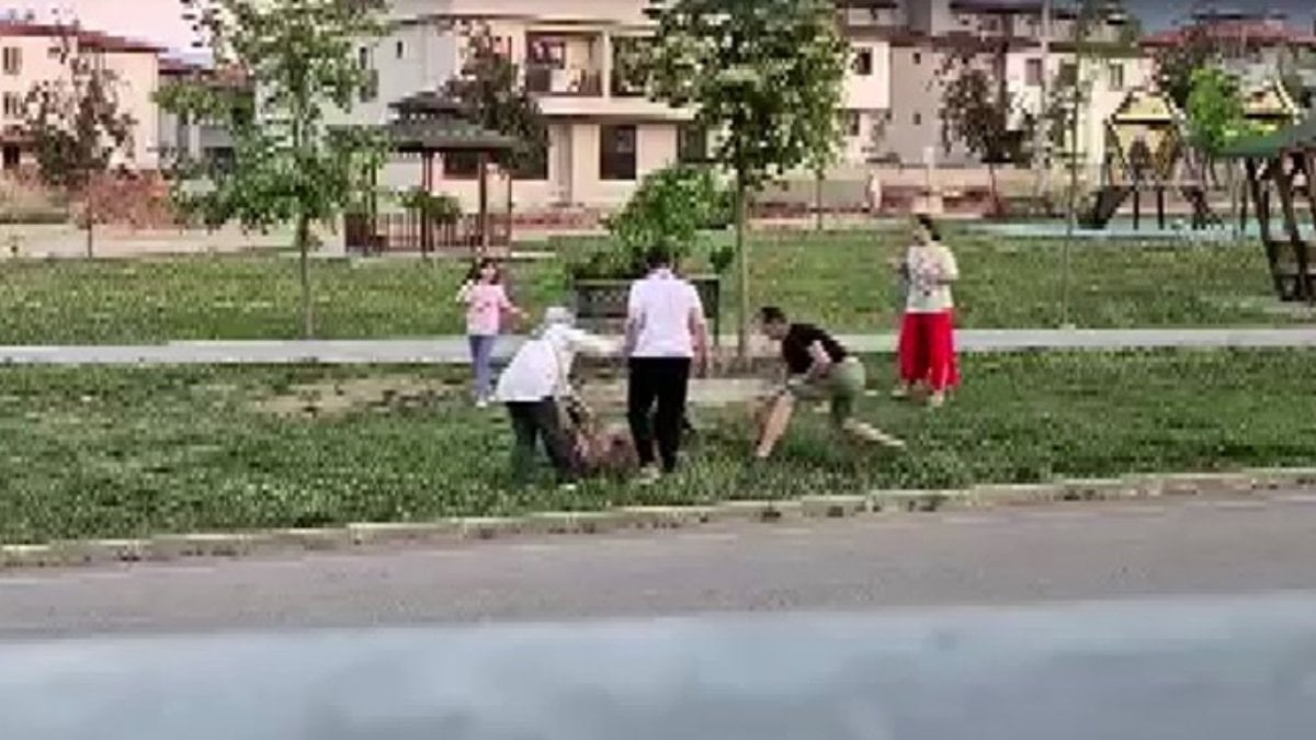 Denizli'de parkta dolaştırılan köpeğe başıboş köpek saldırdı