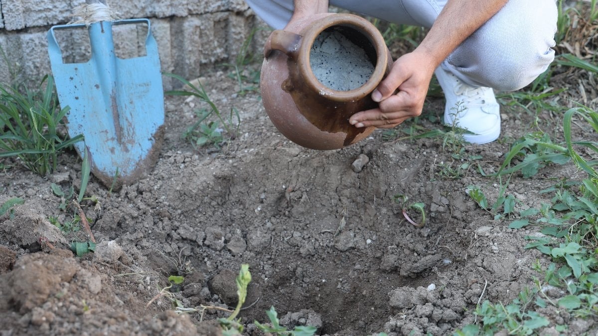 Hatay'da toprak altından çkıkan lezzet: Cara peyniri ve çökeleği