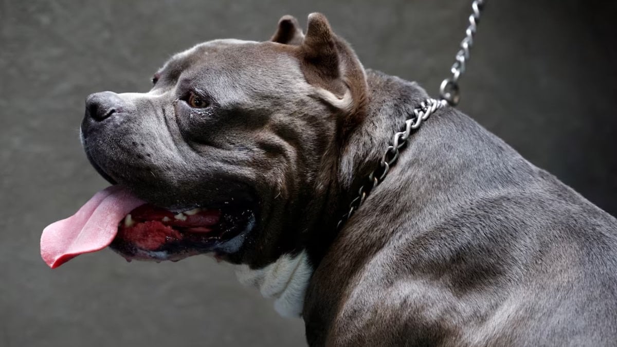 İngiltere, çocukların köpeklerle yalnız bırakılmasını yasaklıyor