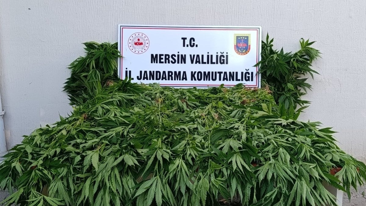 Mersin'de ormanlık alanda kenevir yetiştiren 2 kişi tutuklandı