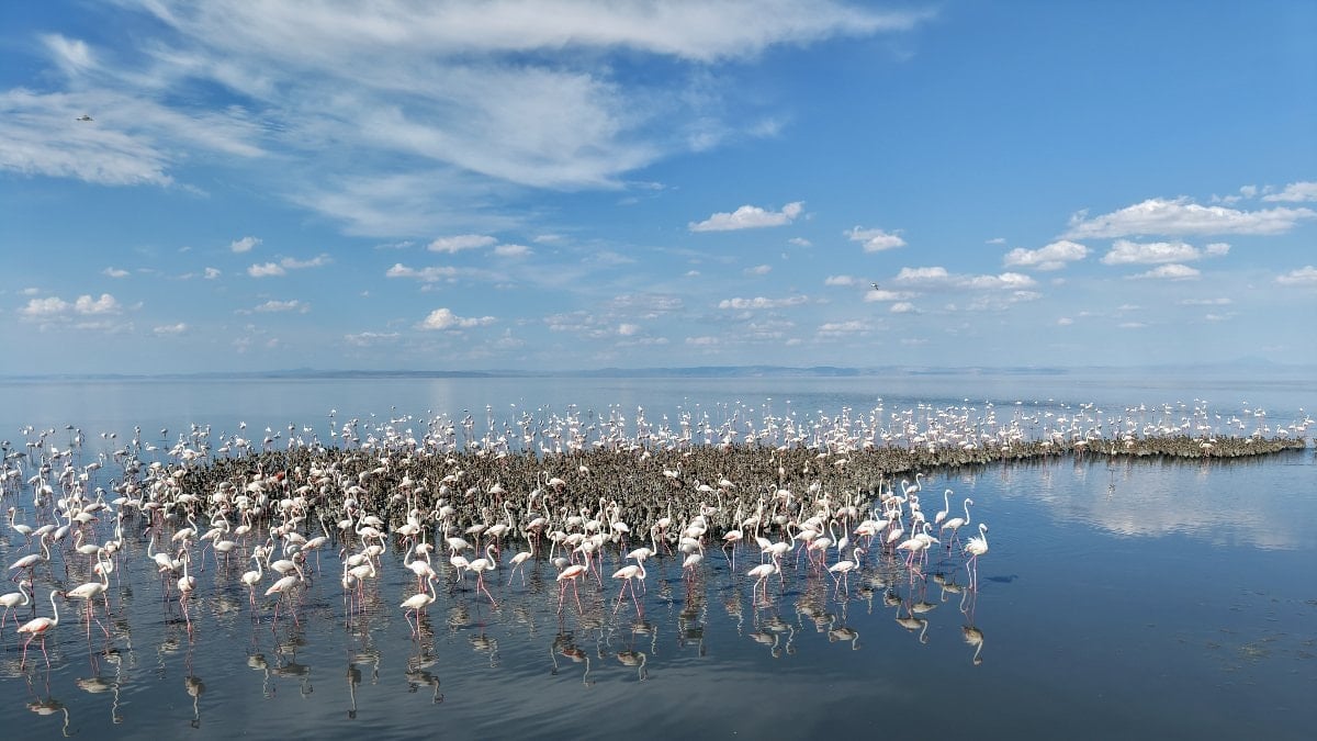 Tuz Gölü'nde yavru flamingolar dikkat çekti