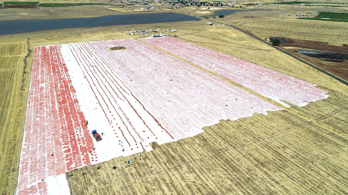 Diyarbakır'ın domatesleri dünya sofralarına lezzet katıyor
