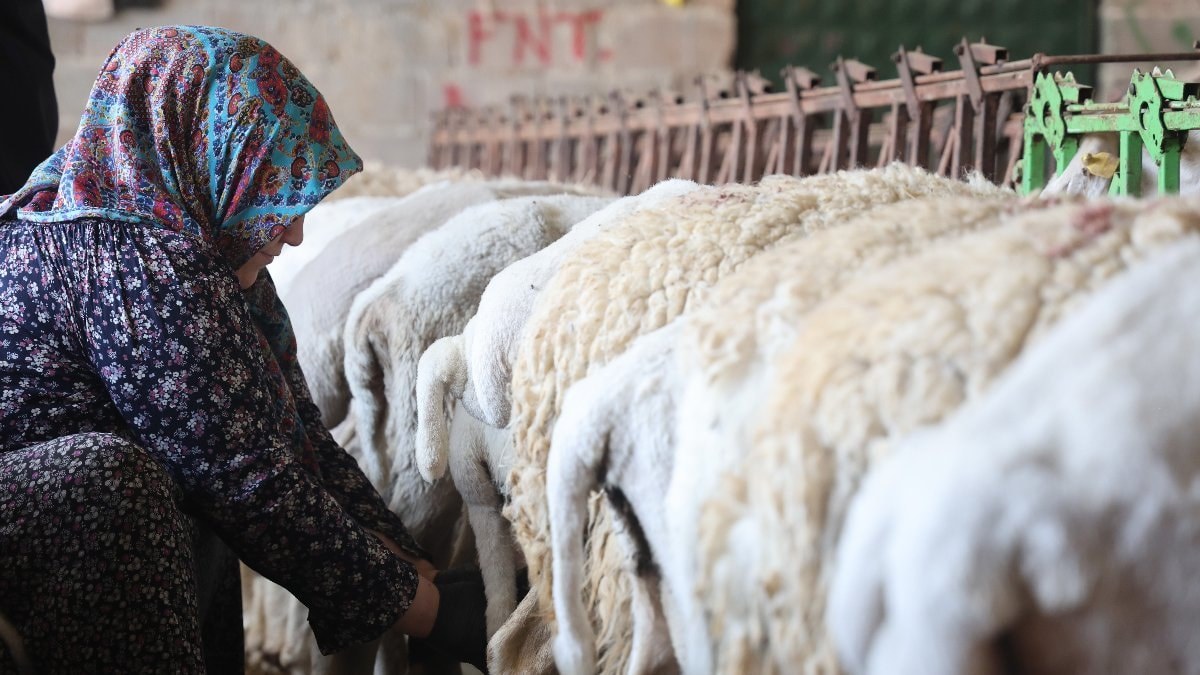 Konya'da elle sağılan süt, bayanların emeğiyle geçim kaynağına dönüşüyor
