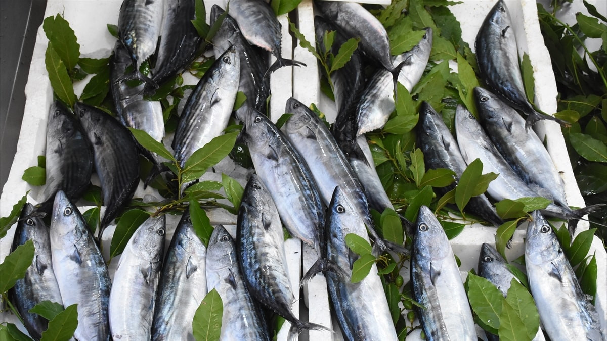 Karadeniz'de yeni dönem palamut rahmetiyle başladı