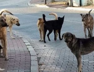 Altındağ’da 6 yaşındaki çocuk ölü bulundu: Şüpheli ölümde köpek izi