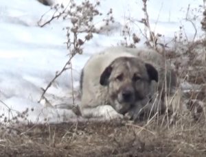 Başıboş köpekler bu kez Hakkari'de can aldı!