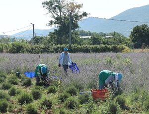 Nilüfer’de lavanta hasadı başladı