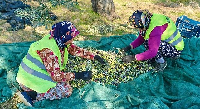 Burhaniye’de Zeytin Hasadı Başladı
