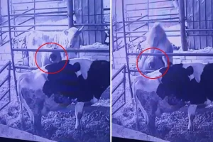 Ahırda bir garip olay! Videosu olmasa kimse inanmaz