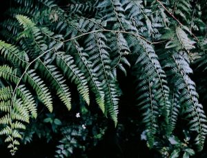 Antalya’da süs bitkileri için Organize Tarım Bölgesi kurulacak