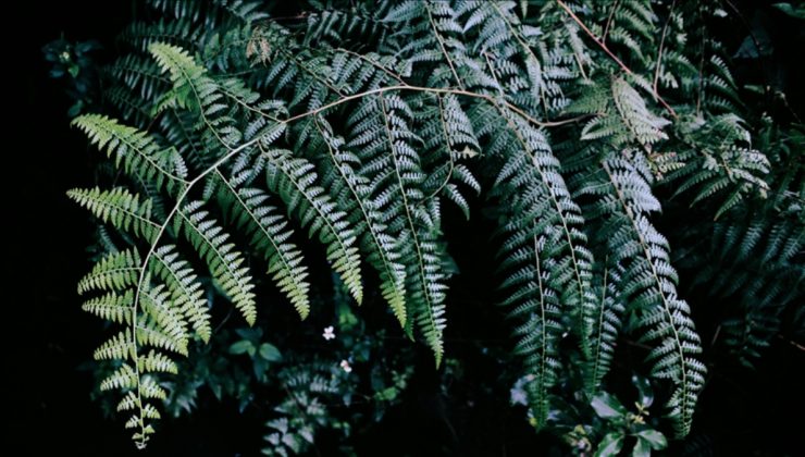 Antalya’da süs bitkileri için Organize Tarım Bölgesi kurulacak