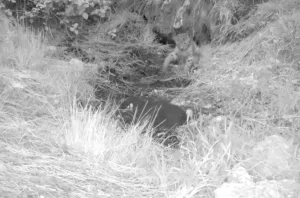 Antalya’da Yavru Vaşaklar Fotokapanda