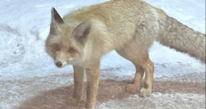 Ardahan’da yurt bahçesinde yiyecek arayan tilki görüntülendi