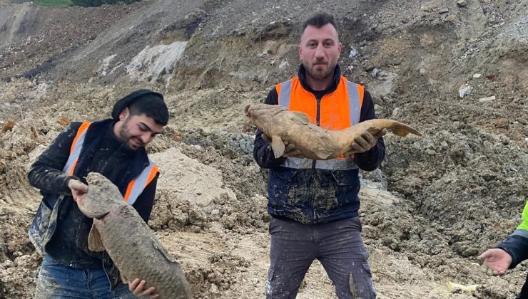Arnavutköy’de İBB’nin döküm sahasına çevirdiği gölde balıklar öldü
