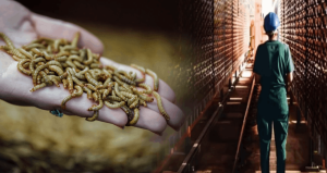 Böceklerden protein üreten Fransız devi iflas etti!