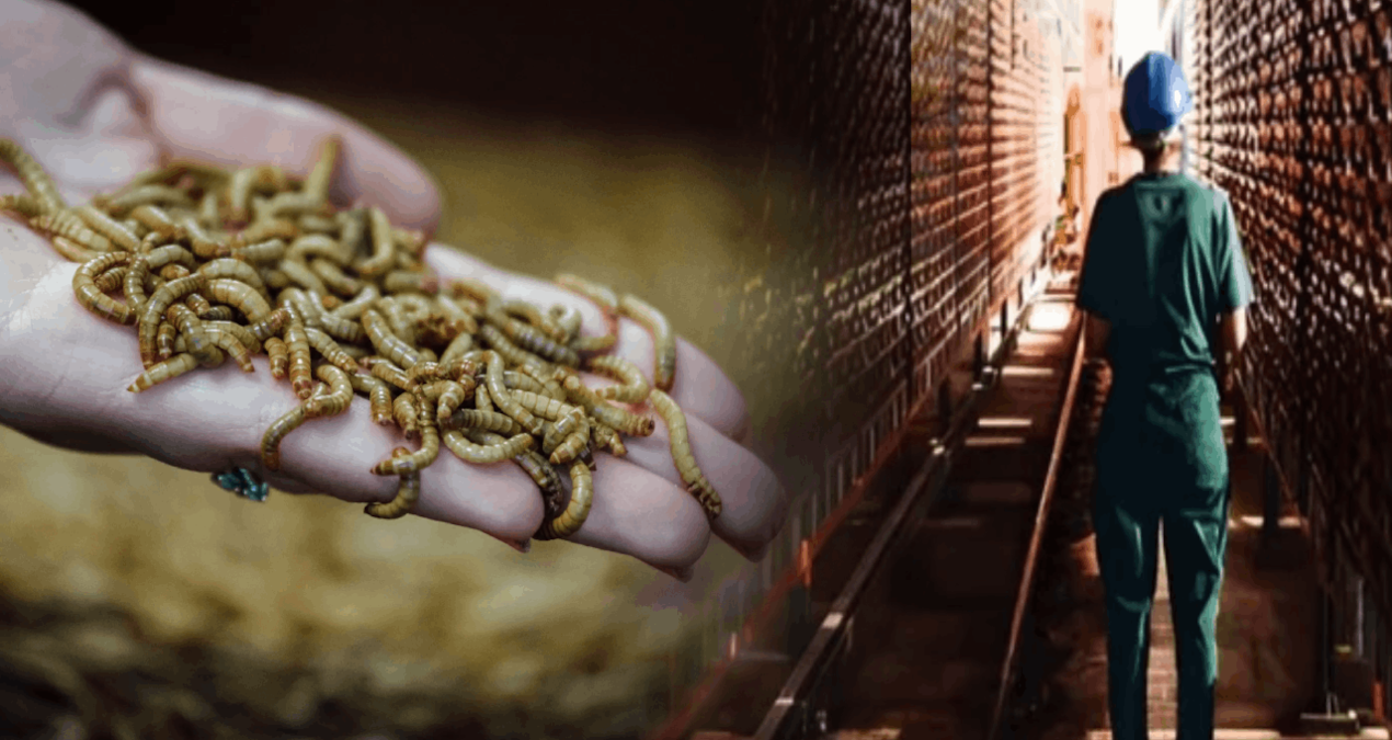 Böceklerden protein üreten Fransız devi iflas etti!