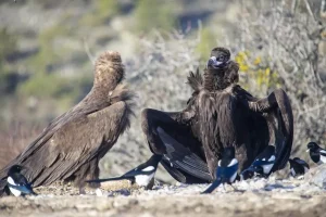 Bolu’da Akbaba İstasyonu Kuruldu
