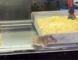 Börek tezgahında fareler cirit attı