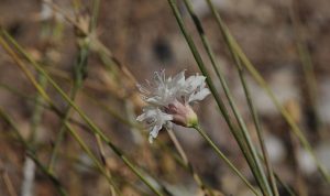 “Çameli pelemiri” bitki literatürüne kazandırıldı