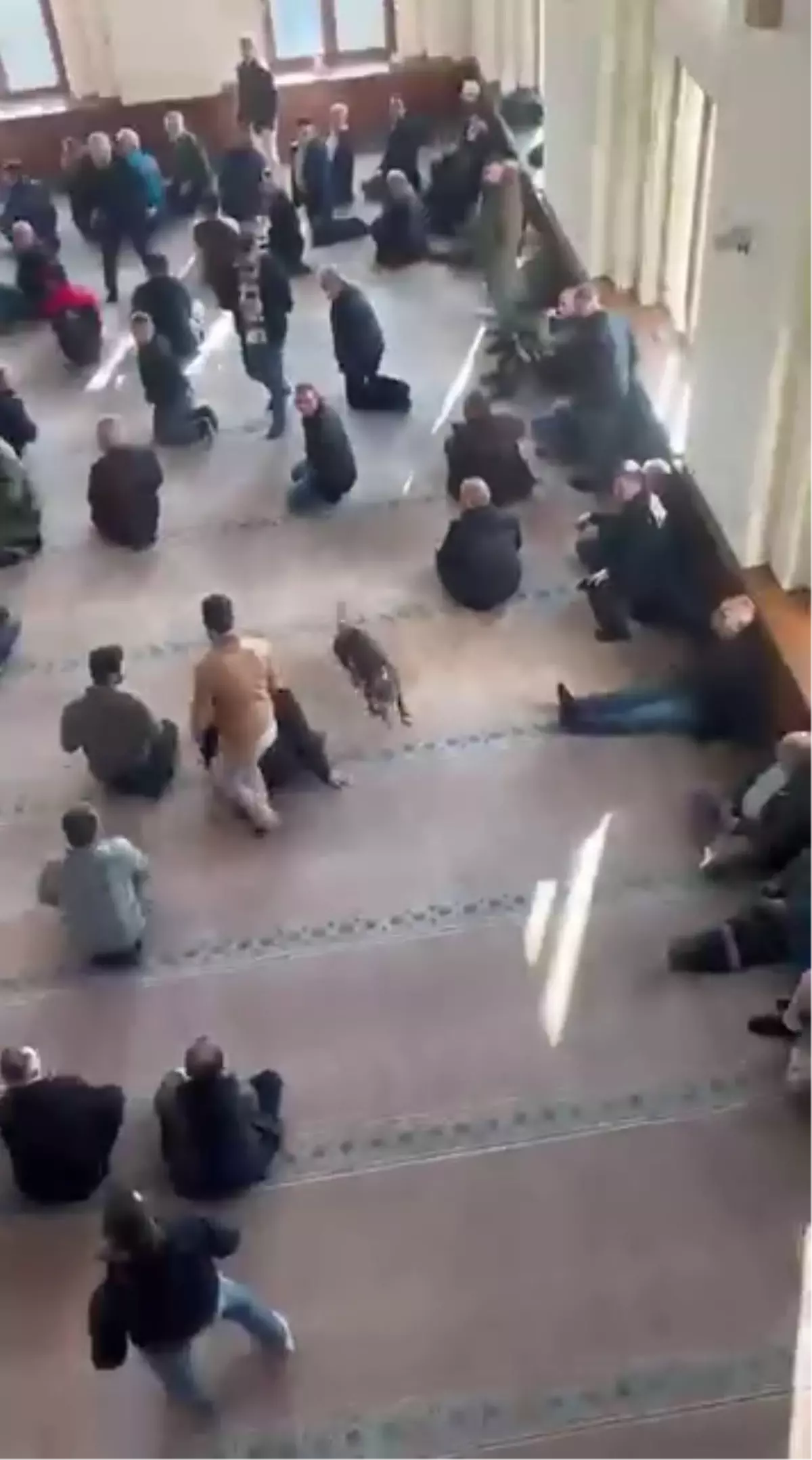 Camiye Pitbull Girişi Tedirginlik Yarattı