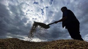 Çiftçilere yaklaşık 1,7 milyar lira tarımsal destekleme ödemesi bugün yapılacak