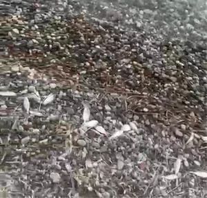 Datça’da Ölü Balıklar Sahile Vurdu