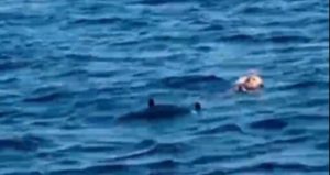 Denizin ortasında hareketli dakikalar: Feribottan atlayan kişi kurtarıldı