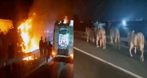 Devrilip yanan TIR’daki 2 kişi öldü: Alevlerden kaçan anguslar kamerada