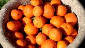 En ucuz meyve seçildi: İşte fiyatı…