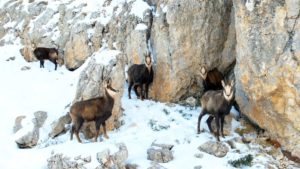Erzincan Munzur’un beyaz zirvesinde şamualar görüntülendi