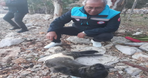 Fırtınada karaya sürüklenen yavru foku balıkçılar kurtardı