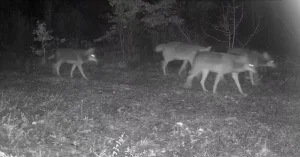 Fotokapanda Kurt ve Domuz Görüntüleri