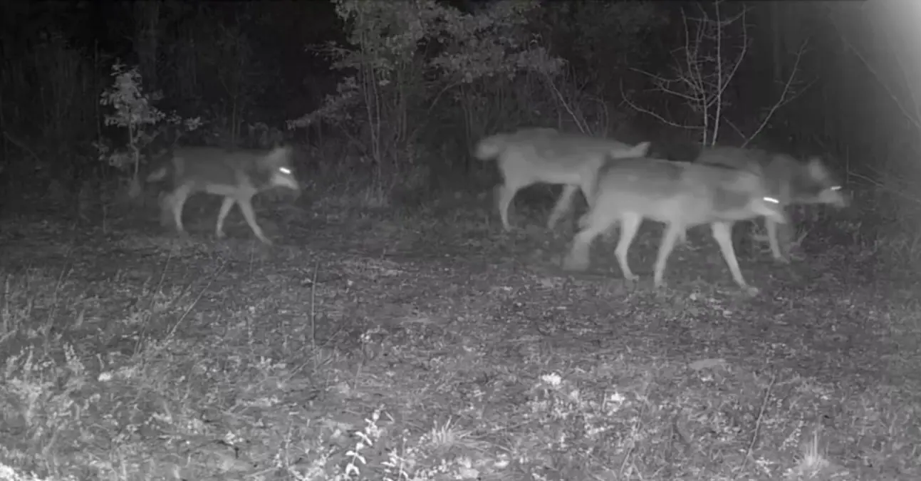 Fotokapanda Kurt ve Domuz Görüntüleri