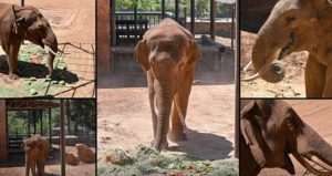 Gaziantep’te yaşayan dünyanın ilk tüp bebek fili başını duvara vura vura intihar etti