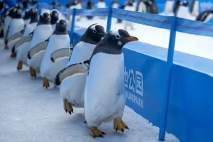 Harbin’de 100 Penguen Geçit Töreni