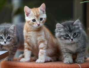 Hesaplandı: Dünyadaki güncel kedi sayısı…