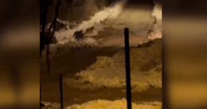 İlçe merkezine inen kurt sürüsü cep telefonuyla görüntülendi