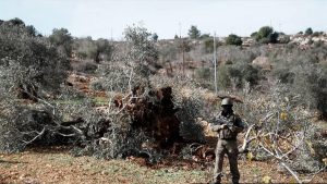 İsrail, Batı Şeria’da bir haftada 3 binden fazla ağaca zarar verdi