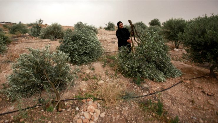 İsrail ordusu Batı Şeria’da yüzlerce ağaca zarar verdi