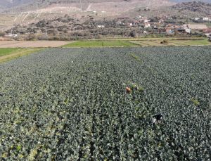 İzmir’in verimli tarım arazilerinde ‘yeşil altın’ hasadı
