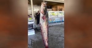 Kahramanmaraş’ta 100 kilogramlık yayın balığı yakalandı