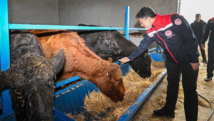 Kırmızı et üretimini artıracak proje sonuç vermeye başladı