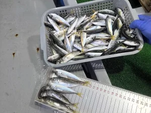 Kıyıköy’de Yasal Olmayan İstavrit Satışına Ceza