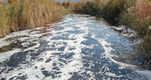 Koruma altındaki Bafa gölüne zehir akıyor, balıklar ölmeye başladı