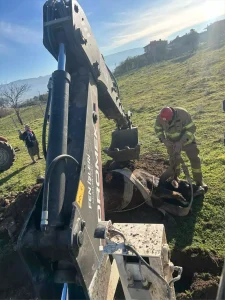 Kuyuya Düşen İnek Kurtarıldı