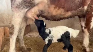 Kuzuyu İnek Emzirdi