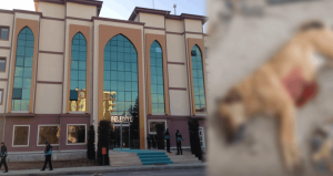 MHP’li belediye köpeği vurdu, müdahale eden tanıklar tutuklandı