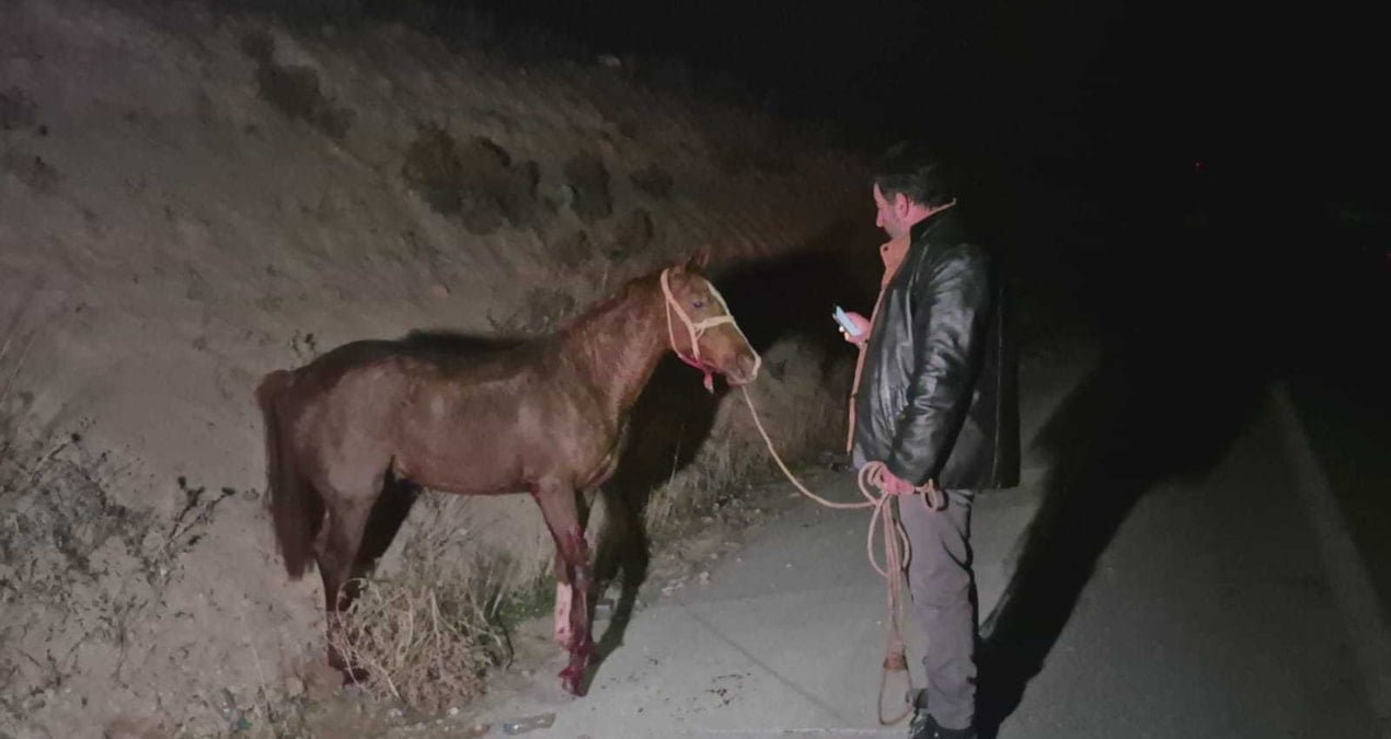 Milyonluk yarış tayları firarda: Bir kent teyakkuza geçti!